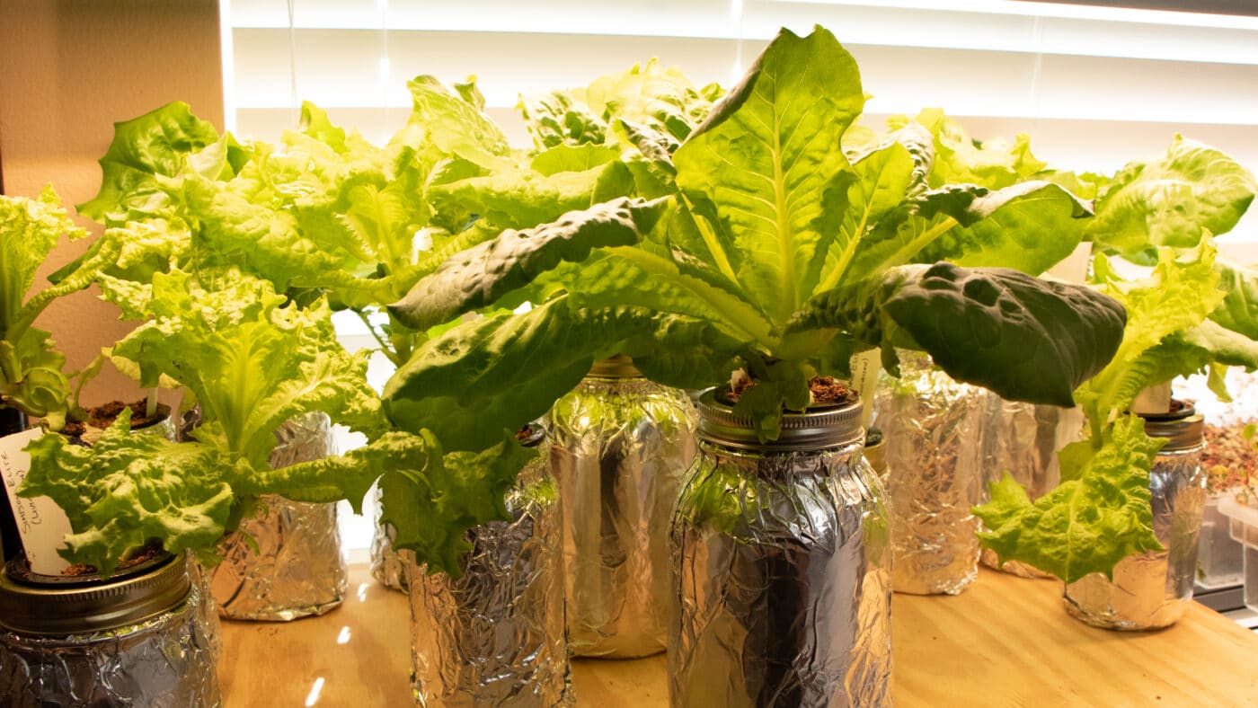 Lettuce growing using Kratky method