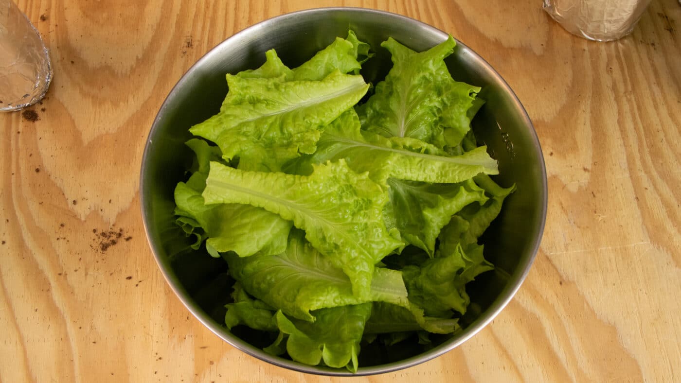 Hydroponic lettuce harvest