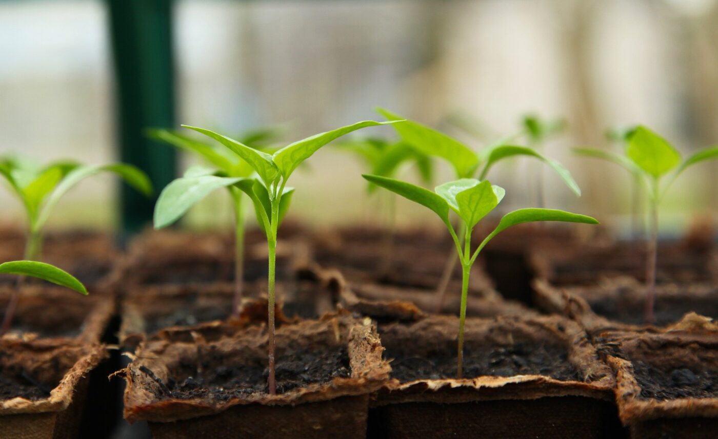 Seedling growing in individual containers