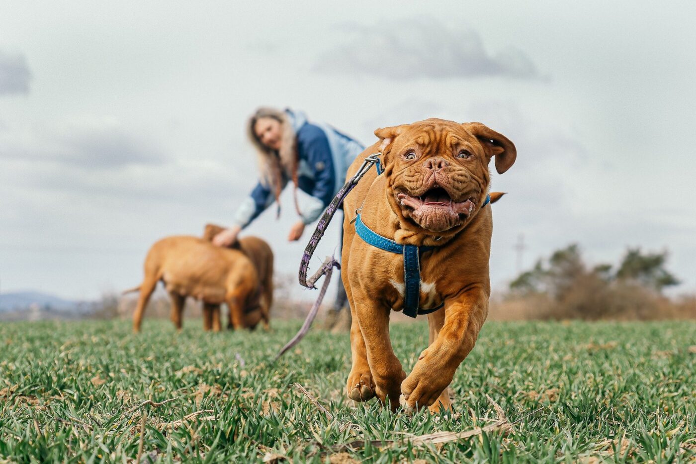 Woman with three dogs in a grassy field