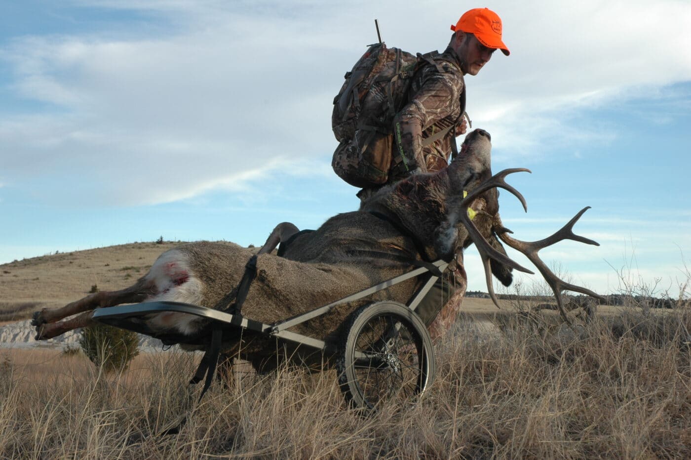 Hunter carting out a deer