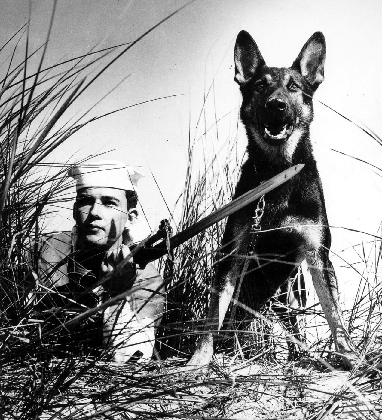 M1903 and dog on patrol in WWII