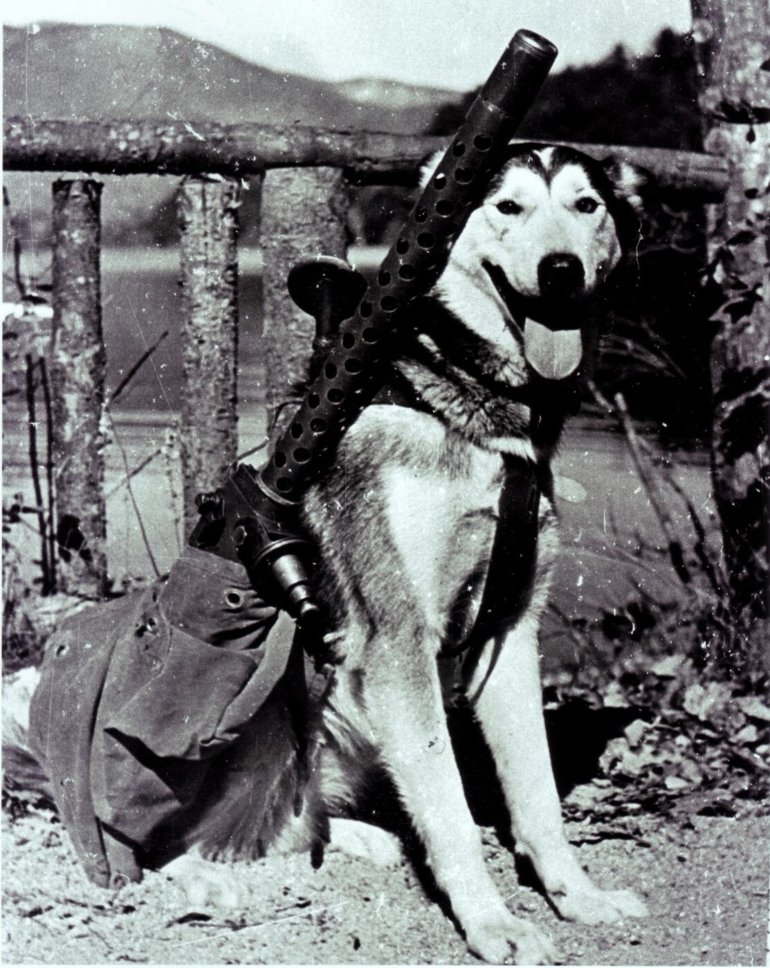 M1919A4 dog carrying tripod