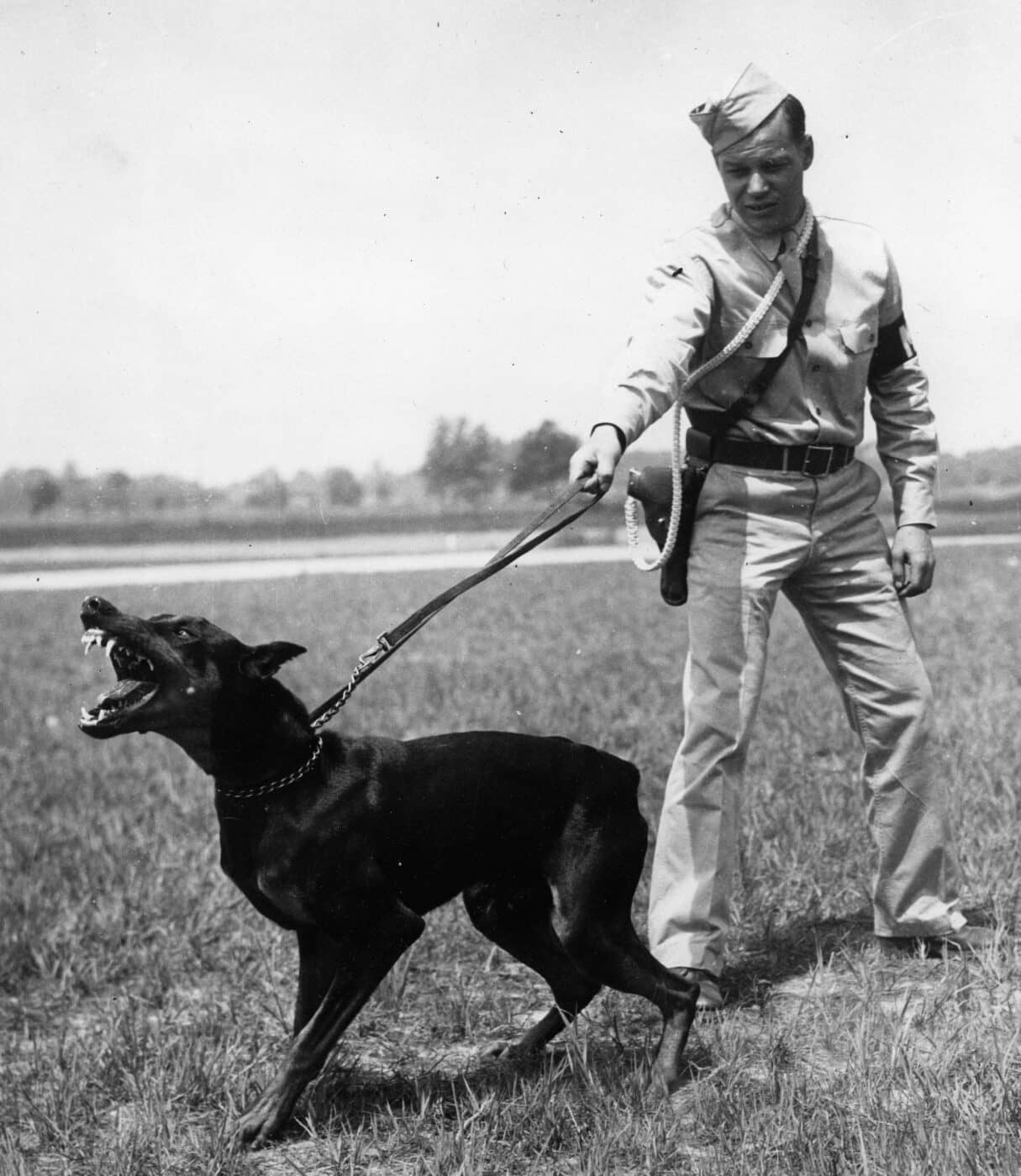 US Army doberman pinscher in World War II