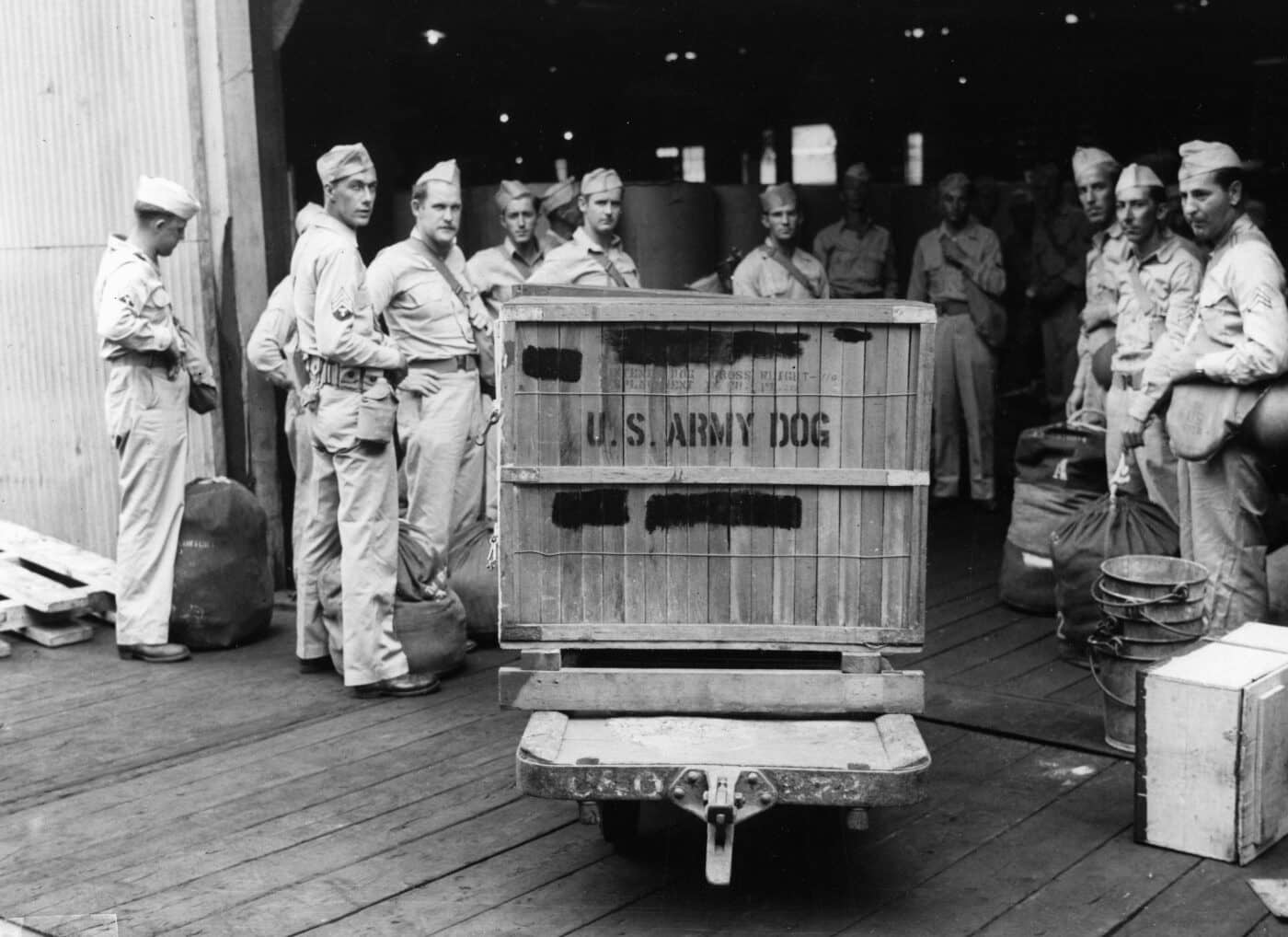 US Army dog crate