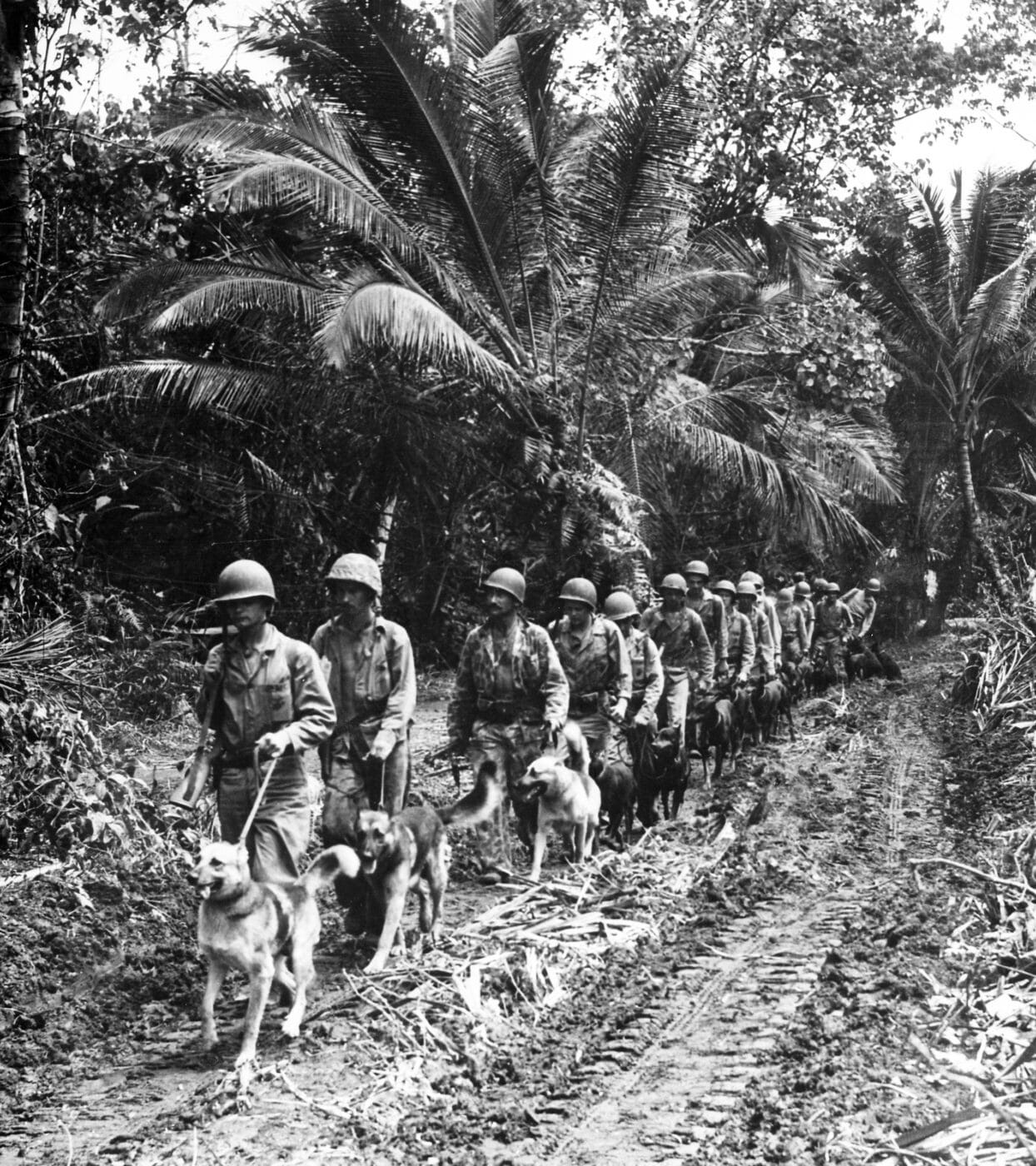 U.S. marine scout dogs on Cape Gloucester