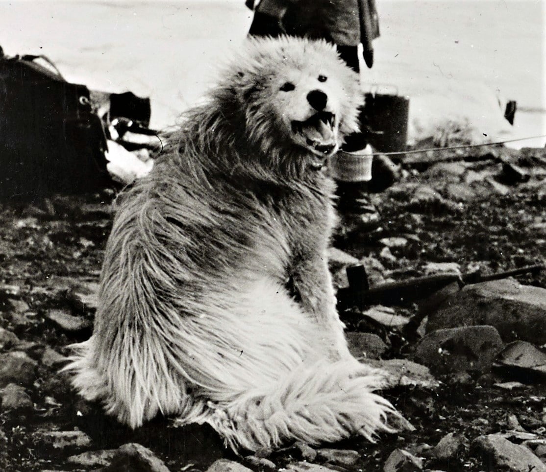 USCG sled dog Greenland patrol 9-43