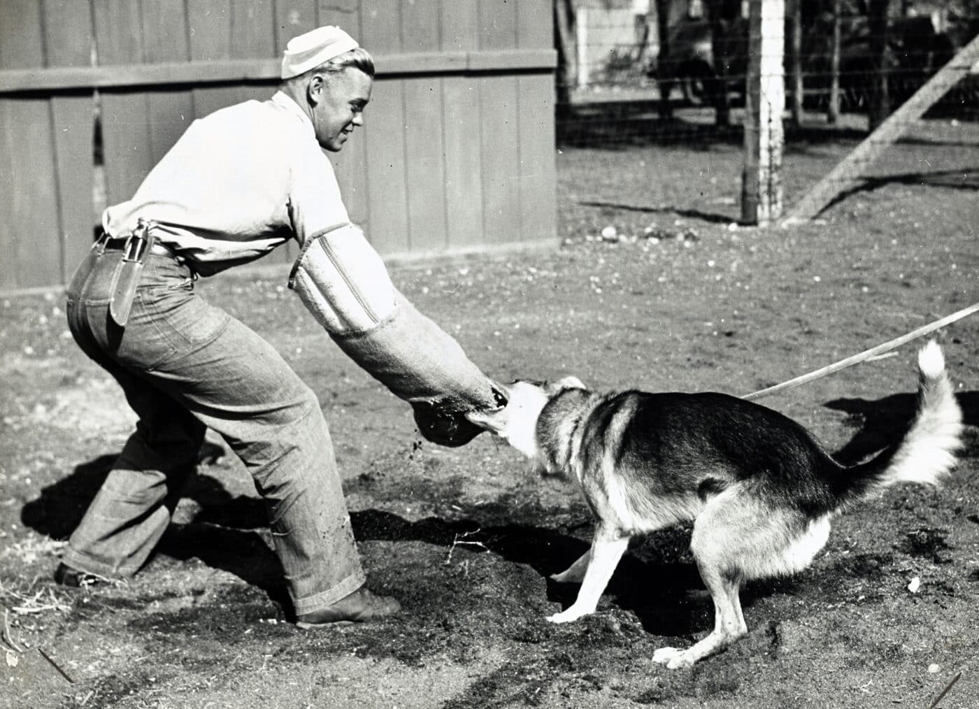 USCG training war dog