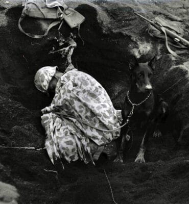 American War Dogs of World War II - The Armory Life