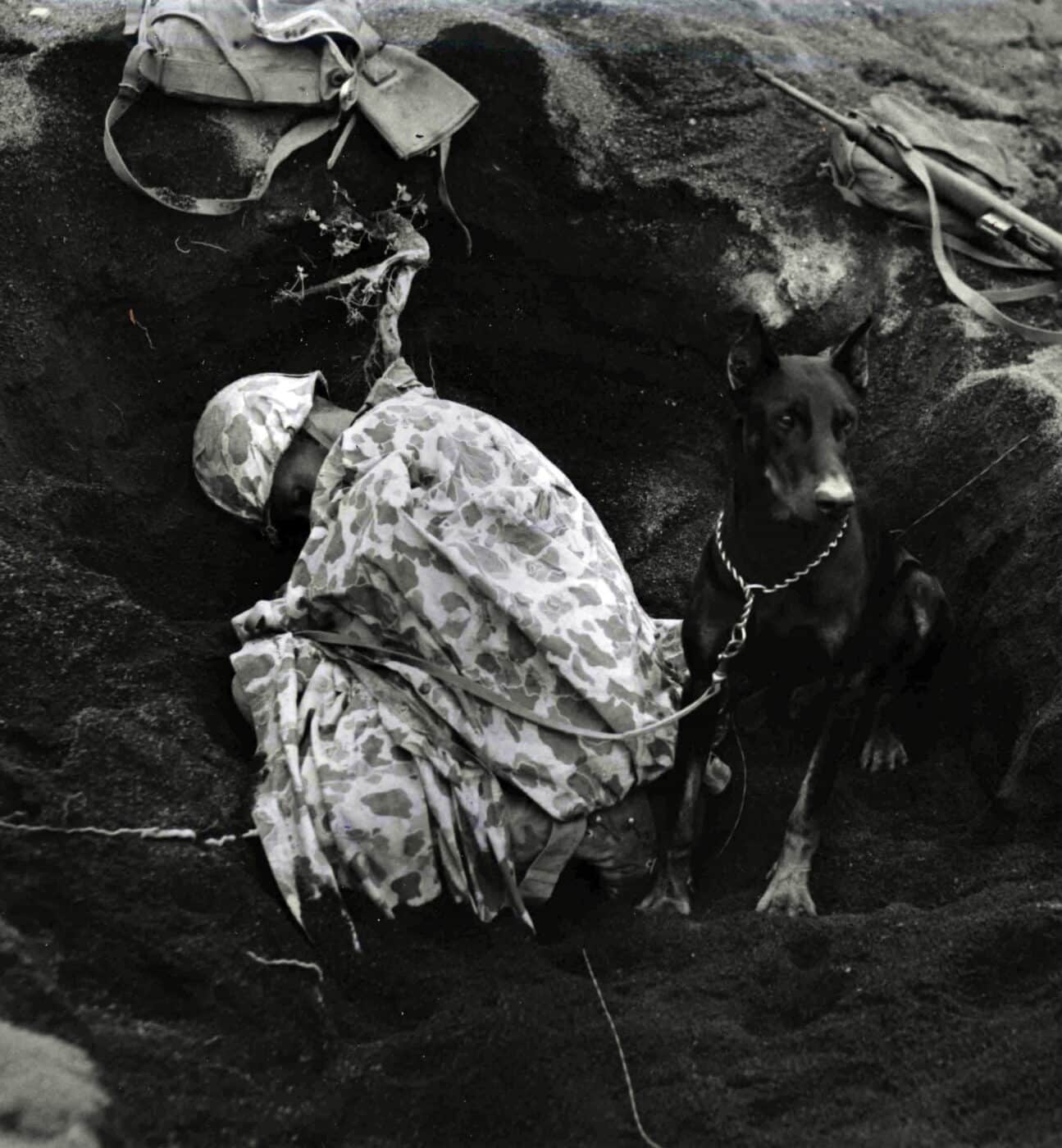 War dog sentry on Iwo Jima