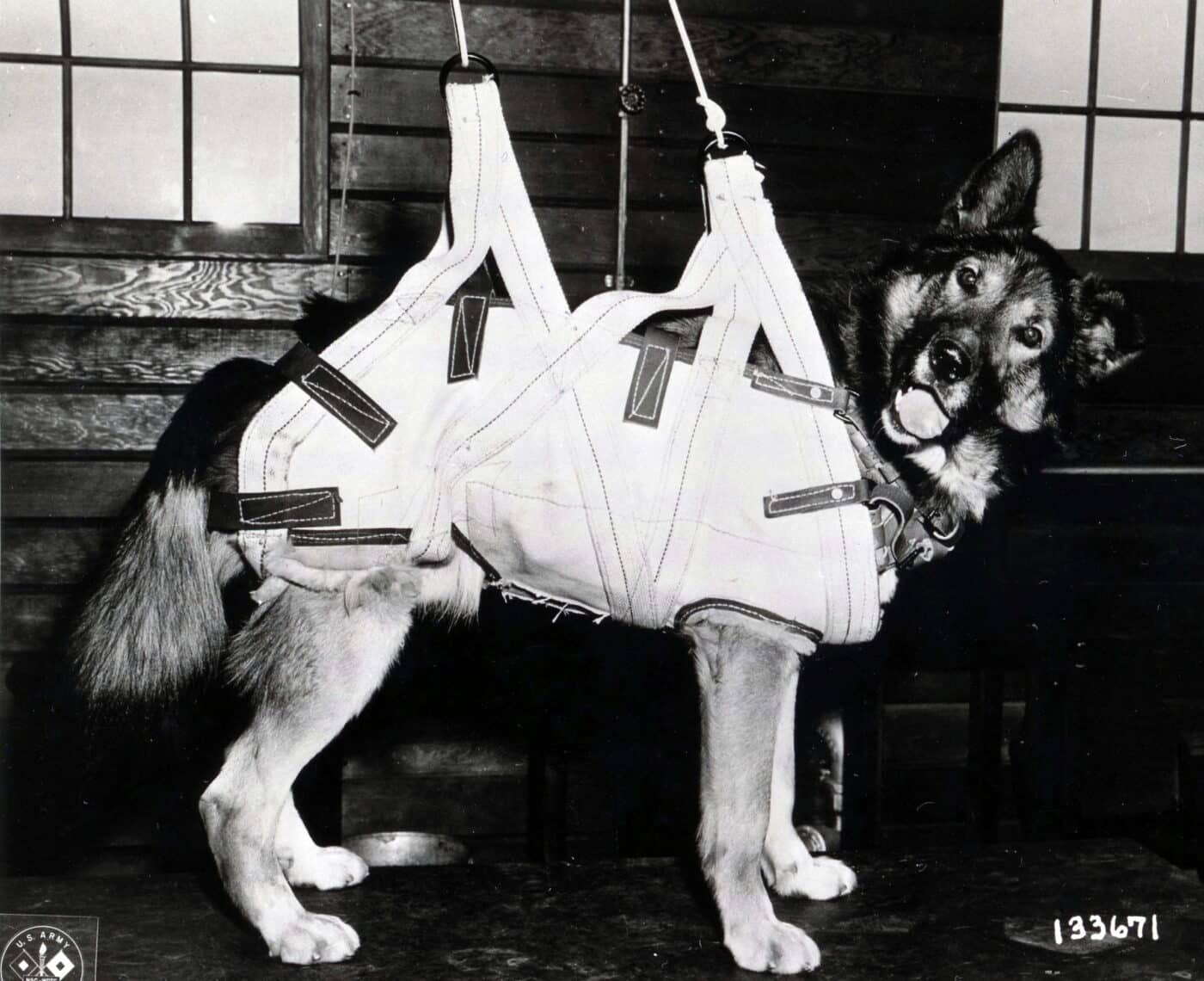 experimental paratrooper harness for dog