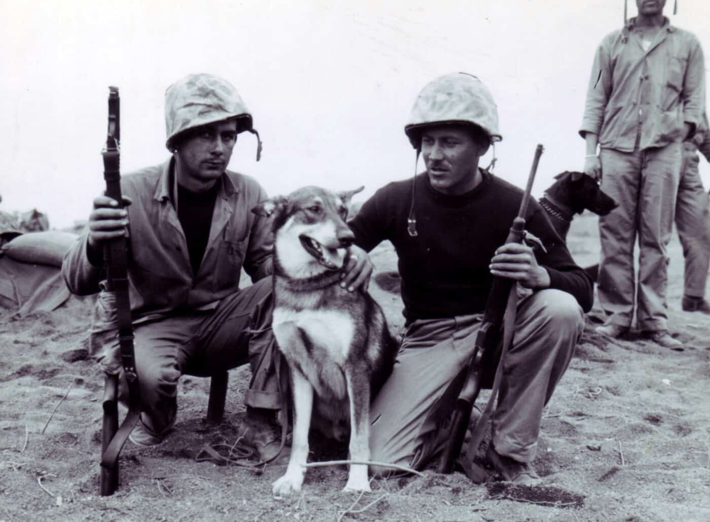 war dog on Iwo Jima