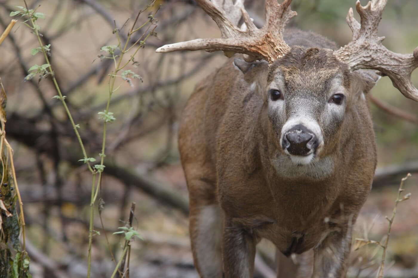 deer hunting on the move