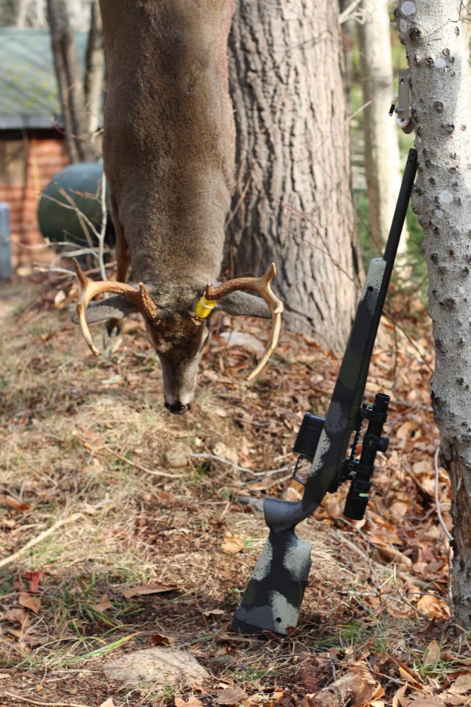 hanging buck with waypoint rifle