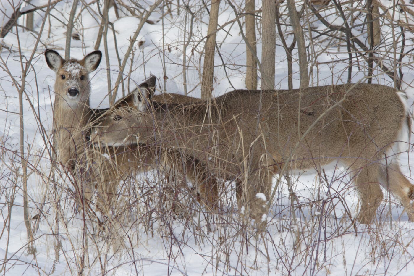 jumping a buck while hunting