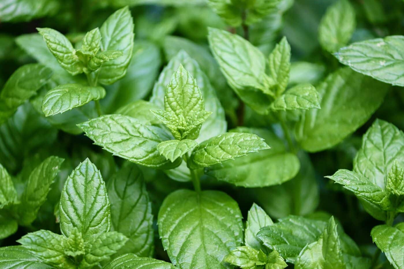 mint plant