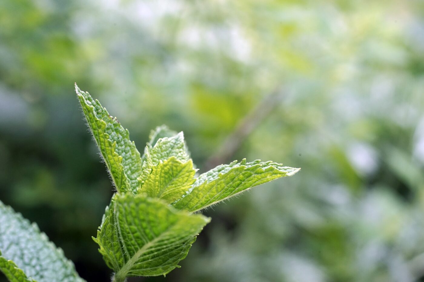 peppermint leaves