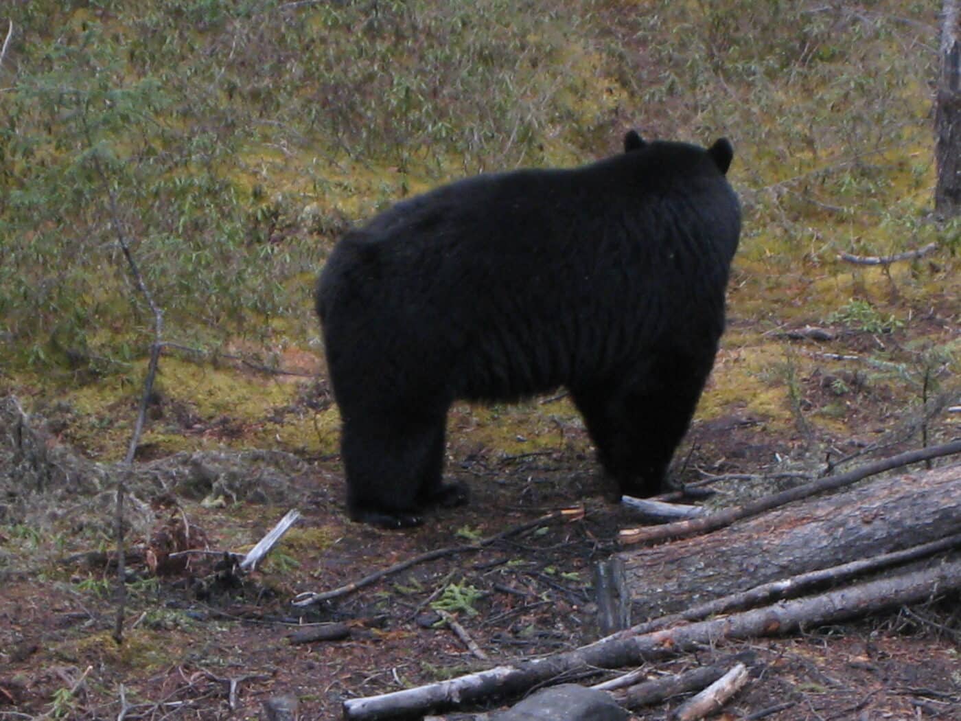 black bear during deer hunt
