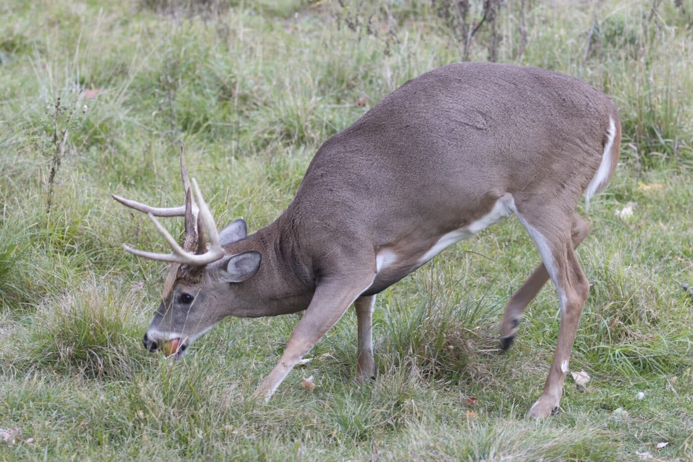 deer eating apple