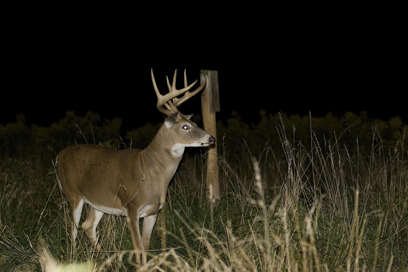 hunting a deer in low light from a stand