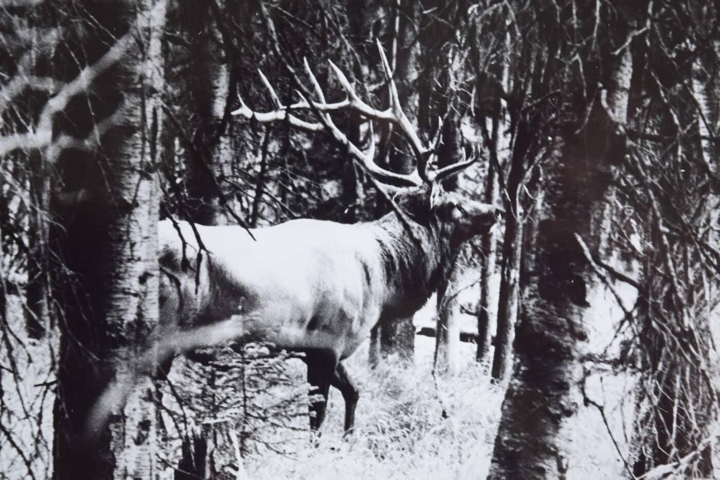 hunting elk with 45 acp