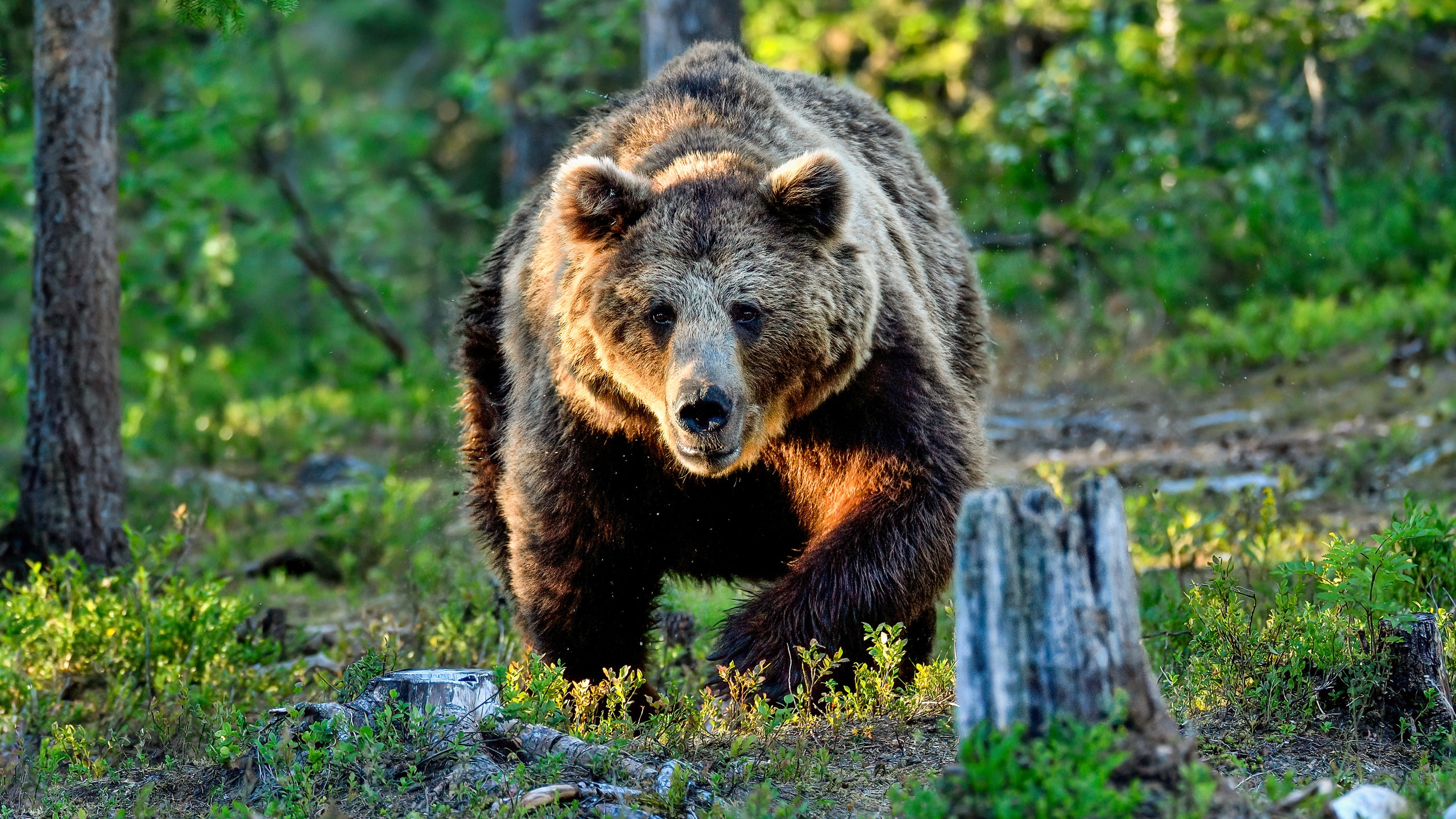 Brown Bear Honey tin Ontario 4 lbs (Jef) Brown Bear Honey tin Ontario 4 lbs (Jef)