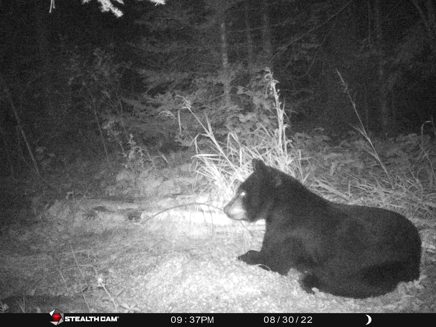 black bear on hunting camera