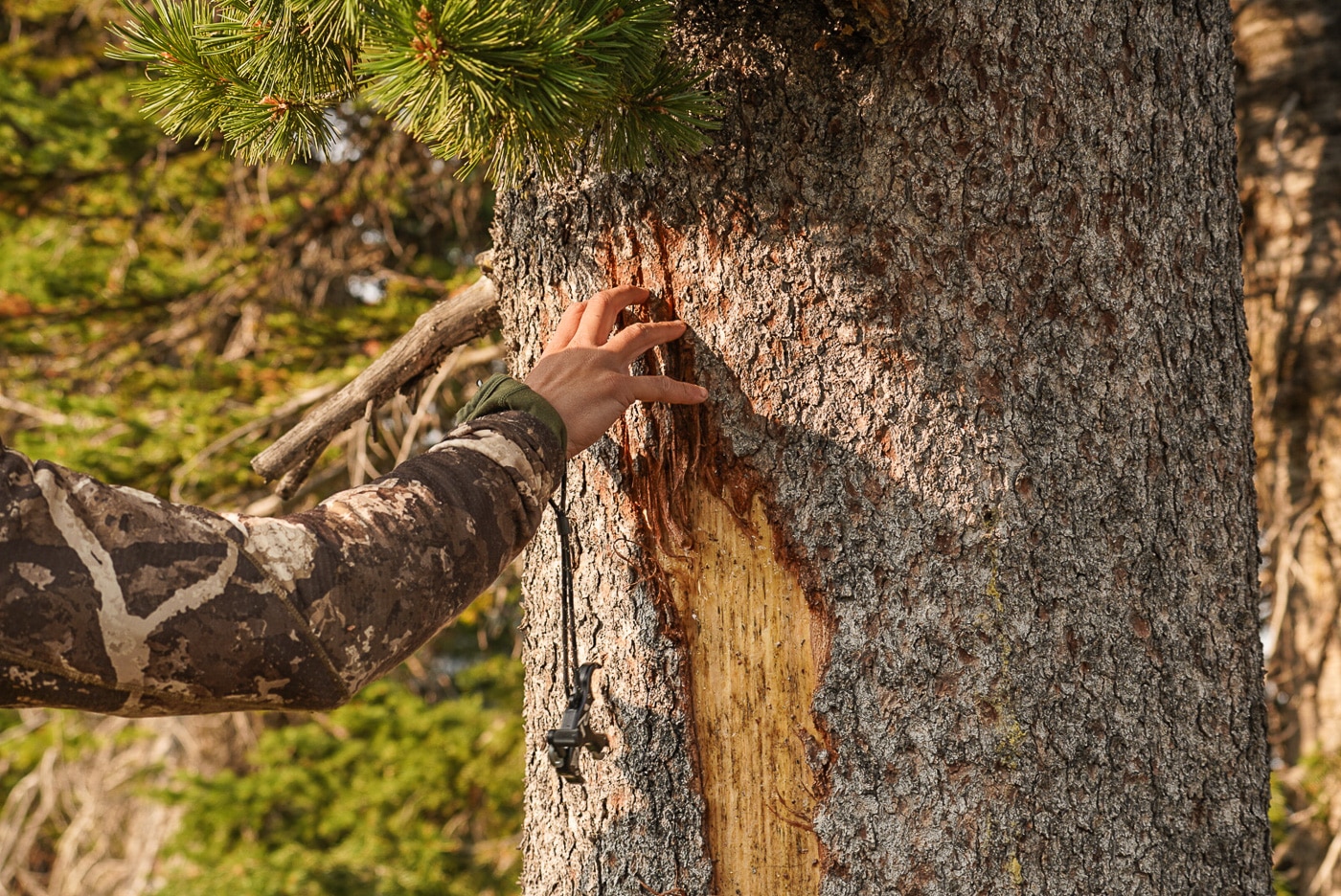 brown bear claw marks on tree