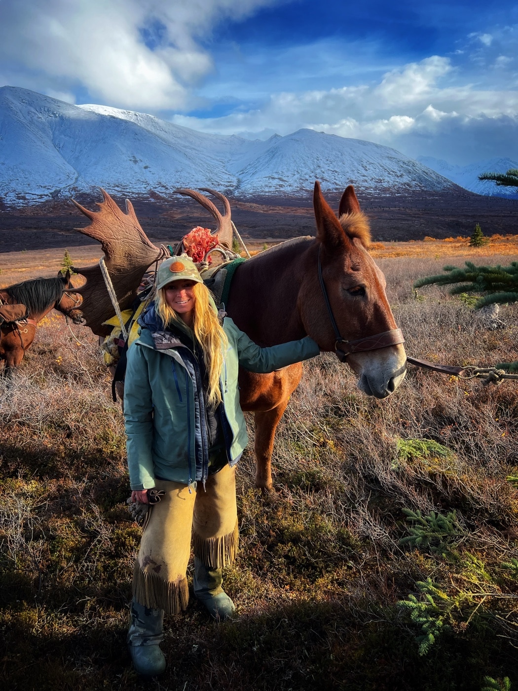 packing out a moose after a hunt