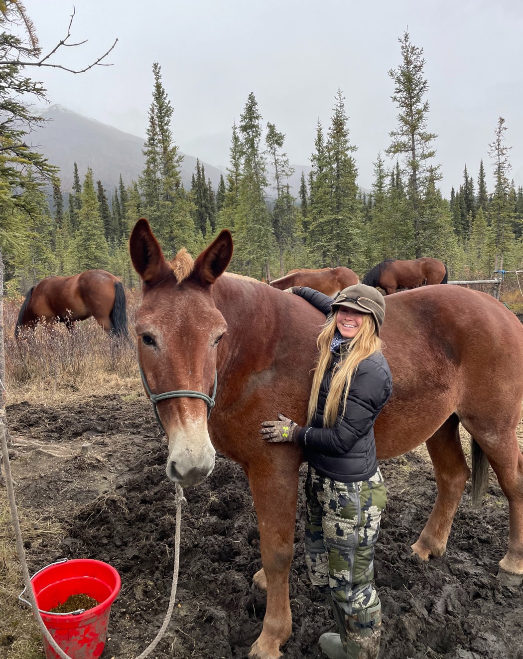 using donkeys to transport moose after hunting