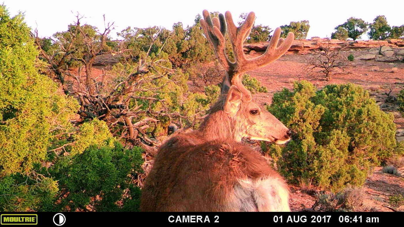 trail cam footage for hunt preparation