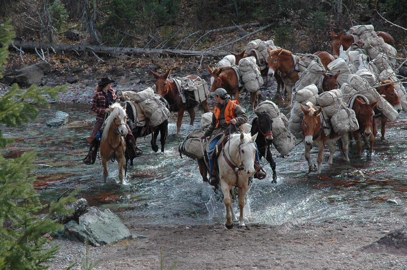 back country elk hunting