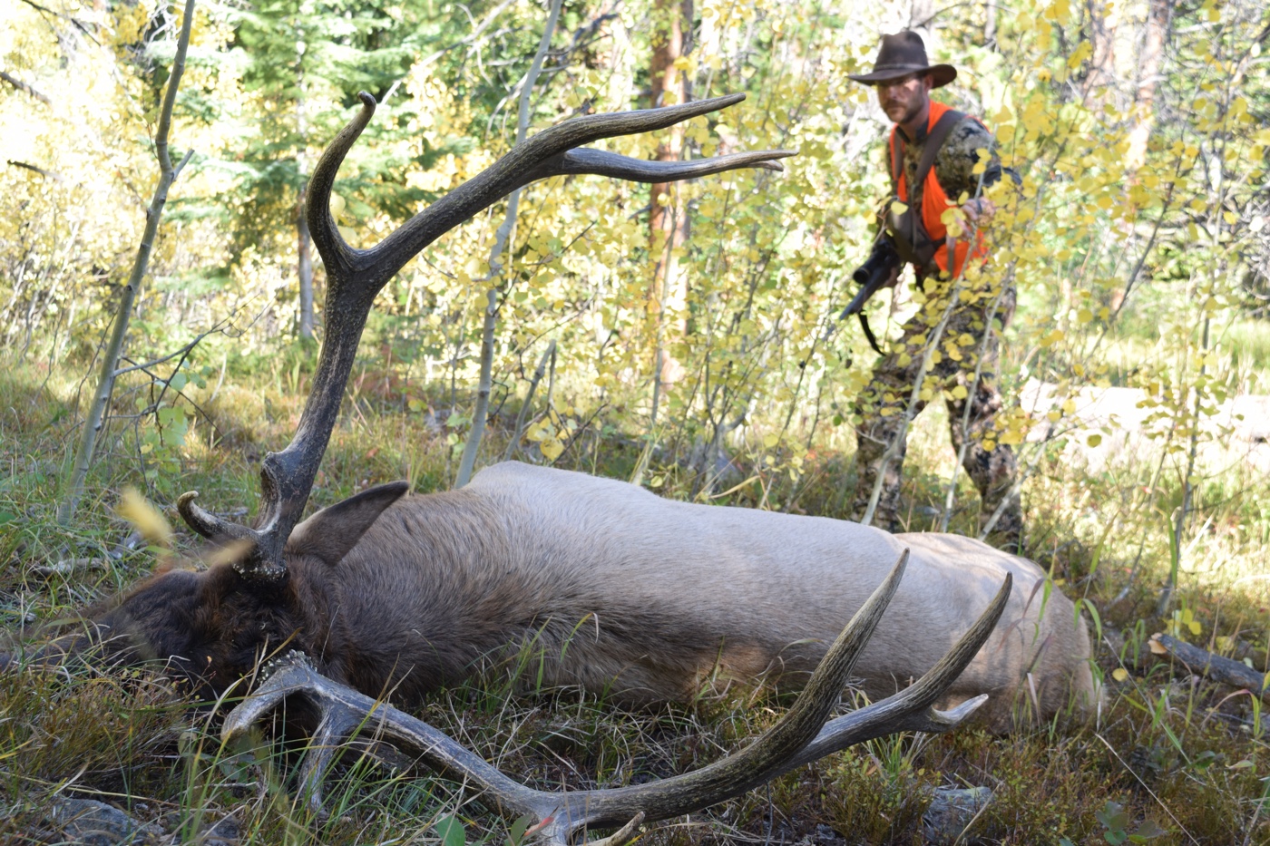 bull elk taken at 40 yards