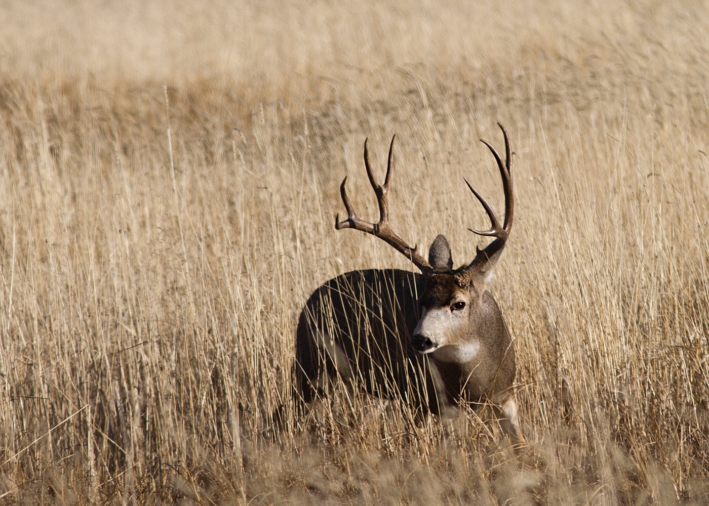 deer hunting the wind