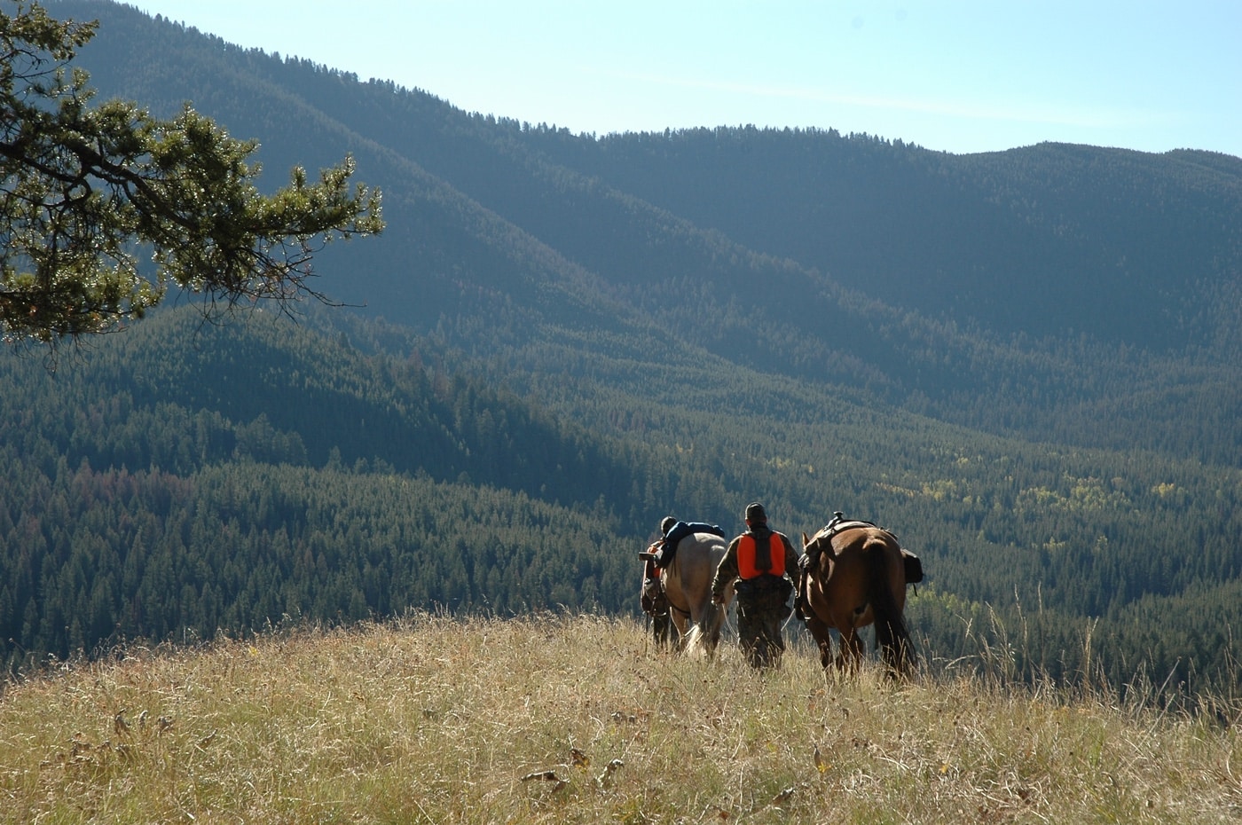 how to hunt bull elk