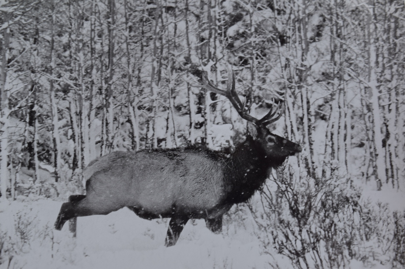 when snow moves elk