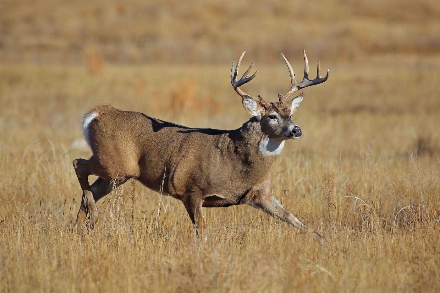 large buck deer running through a field