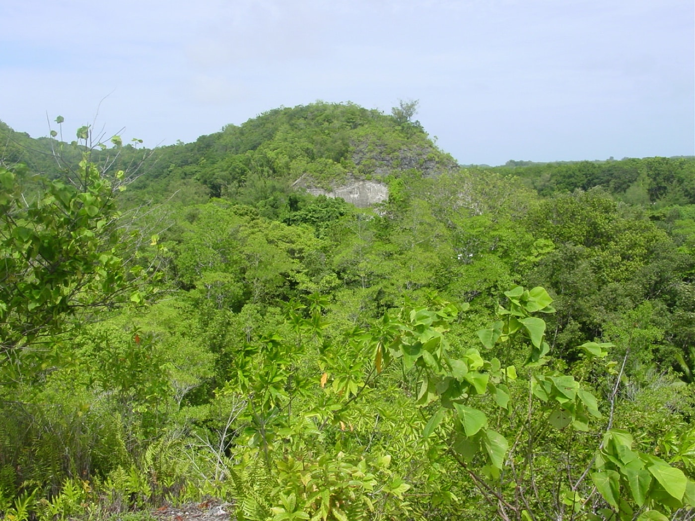 baldy ridge umurbrogol pocket peleliu