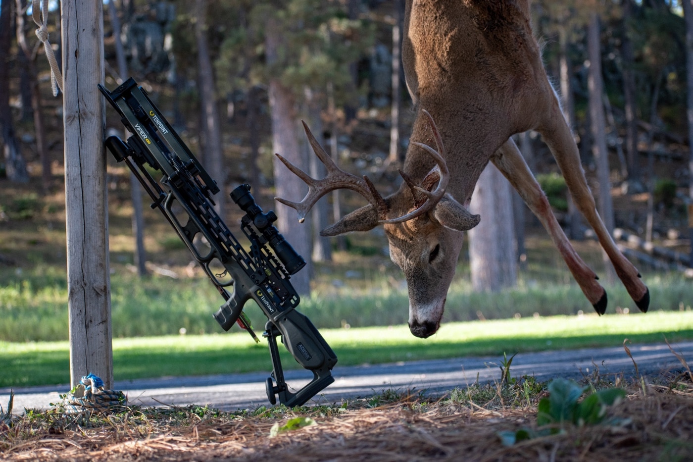 deer harvested with a crossbow