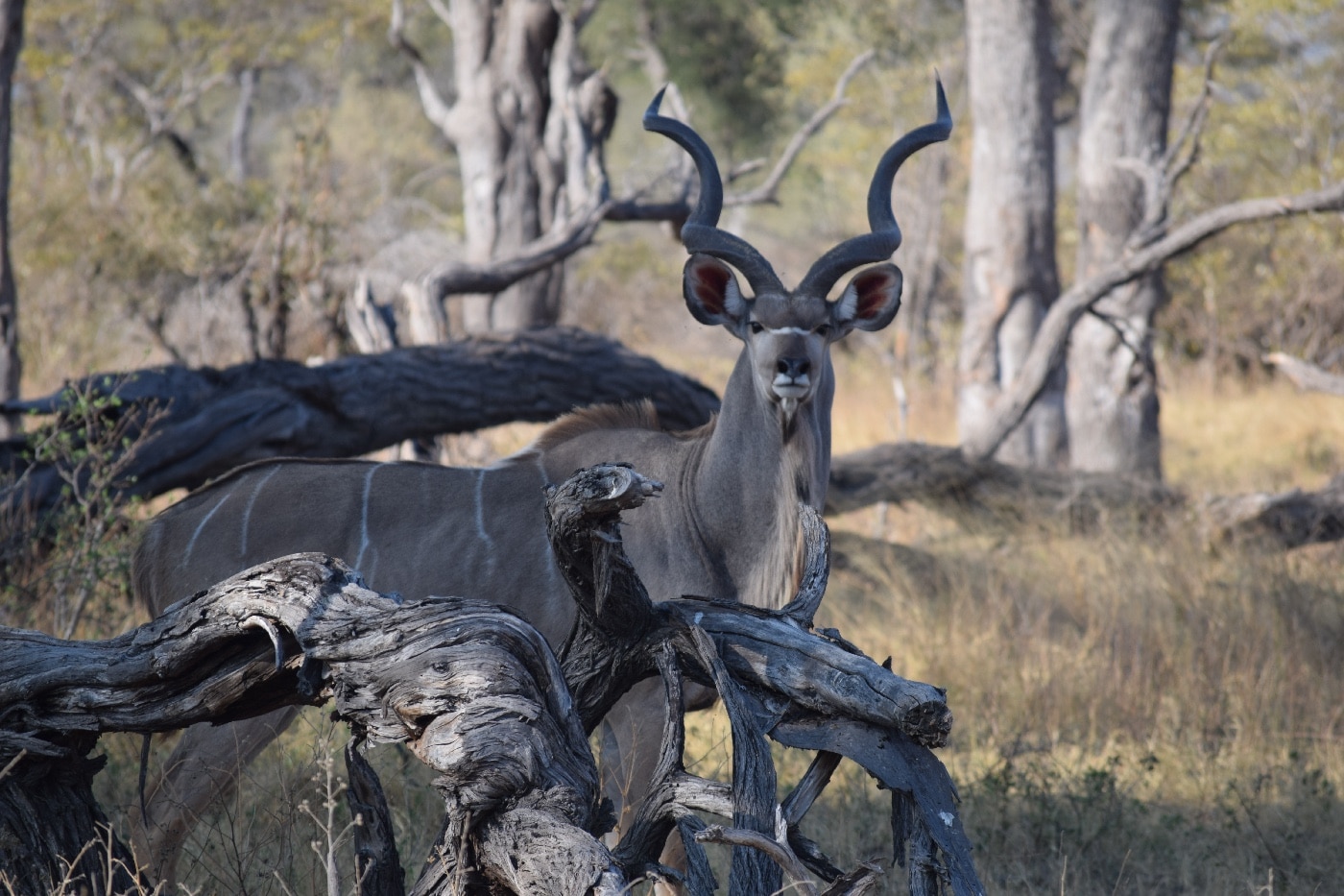 hunting kudu with high bc projectiles at long range hunt