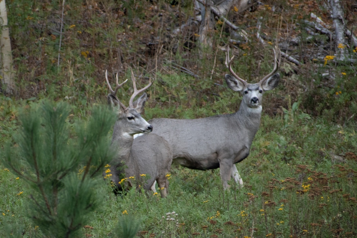 hunting mule deer with crossbow