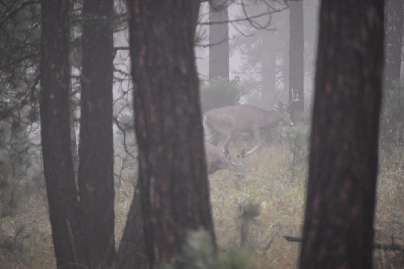 whitetail deer doe and buck hunting woods trees fog
