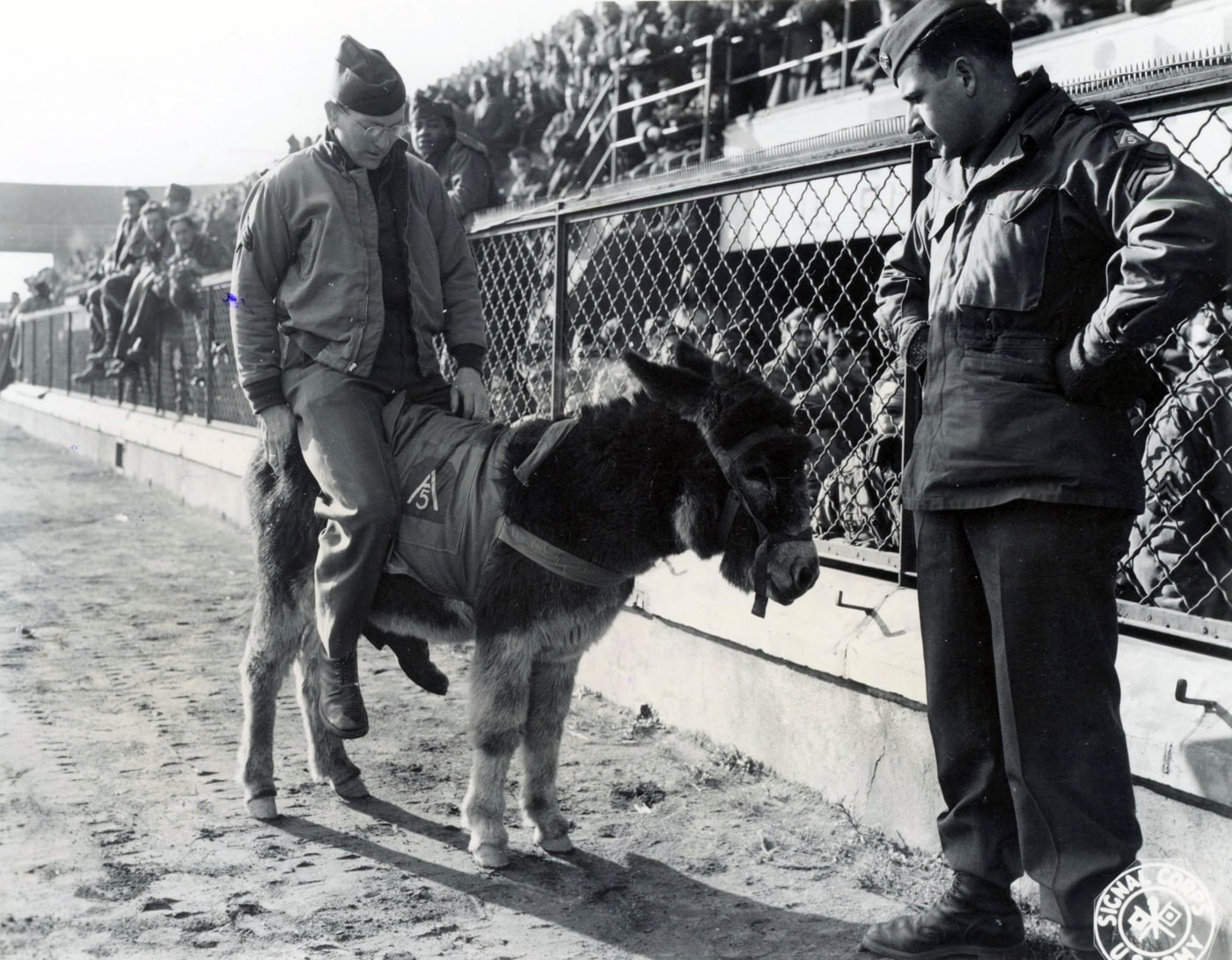 fifth army football team mascot mule donkey football game spaghetti bowl italy