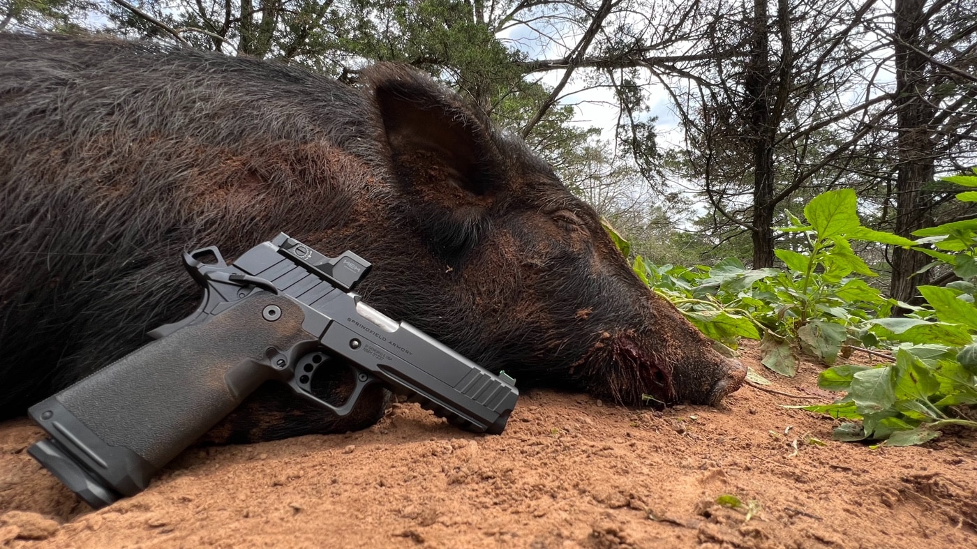 In this image, we see the harvested hog with the Springfield Prodigy pistol. The Prodigy is unusual for hunting, but it can get the job done.