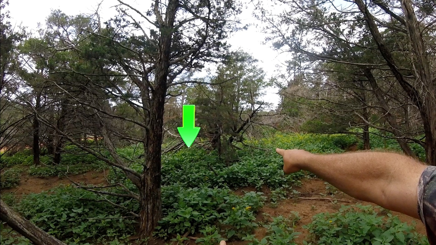 In this photograph, the author is showing us the thick underbrush where the hogs were bedded down. He had to stalk through this area to get into position for a shot.