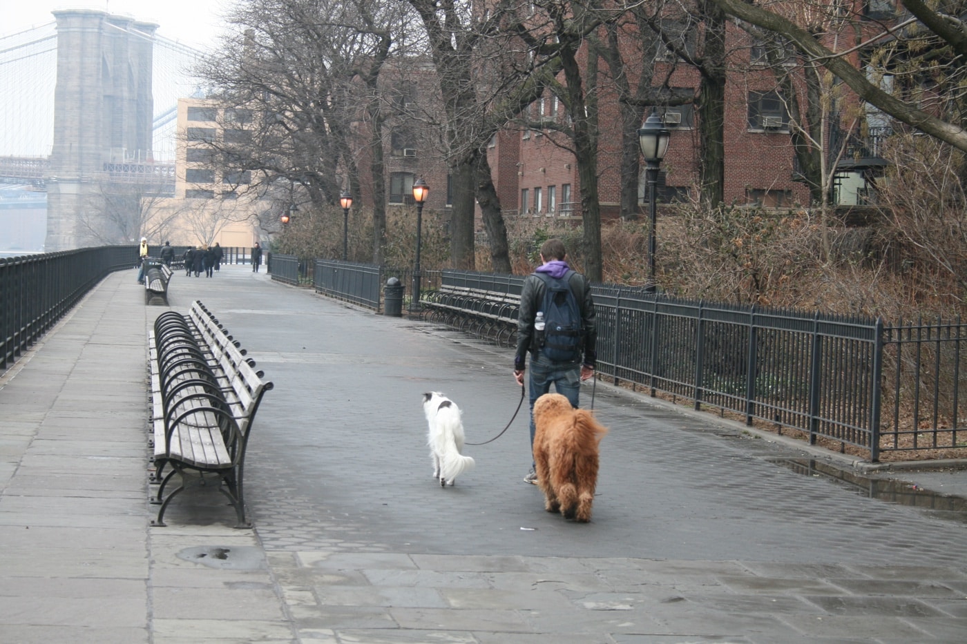 walking dogs in the city