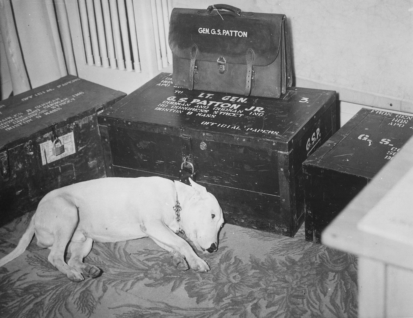 In this sad photo, we see Patton's dog Willie after Patton died. Patton's personal belongings are boxed up and stacked next to the dog.