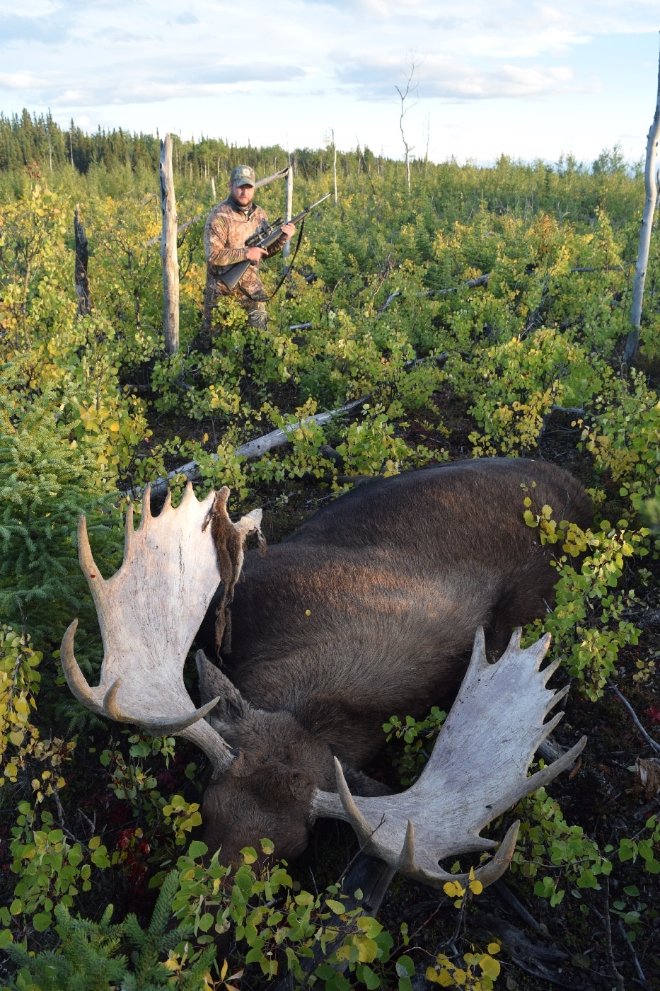 Here we see the author in the field with a dead moose he shot during a hunt. The moose or elk is the world's tallest, largest and heaviest extant species of deer and the only species in the genus Alces. It is also the tallest, and the second-largest, land animal in North America, falling short only of the American bison in body mass.