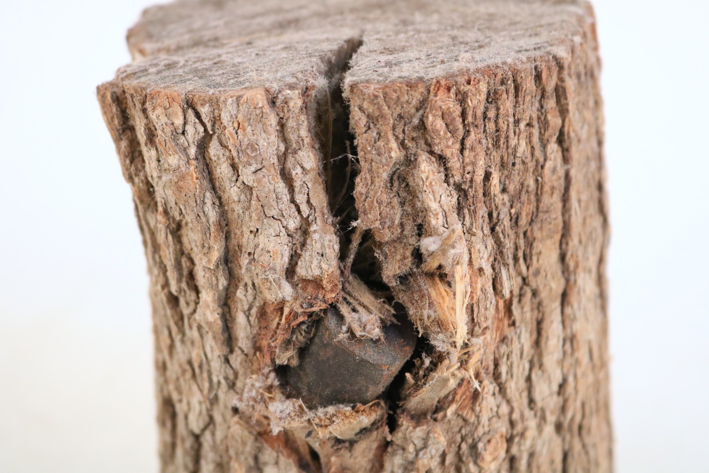 homemade cannon penetration oak tree