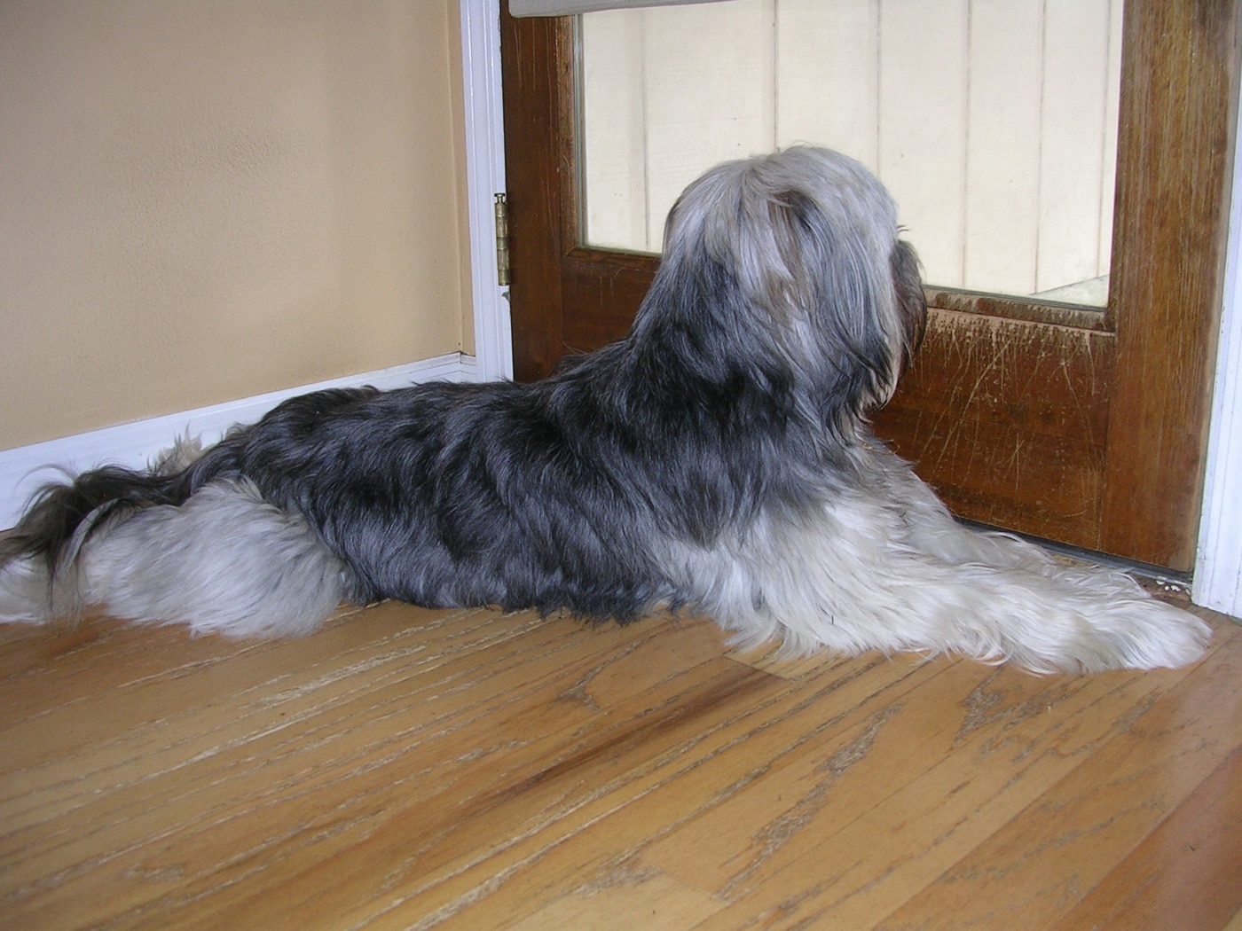 A family dog is pictured inside the home, interacting with family members and relaxing in a common area. Beyond being a beloved pet, dogs are often valued for their role in home security. Their sense of hearing and awareness typically allows them to notice unusual noises or movements outside or near entry doors before people do. Barking or showing agitation when someone approaches serves as an early warning signal to the household. For homeowners concerned about how to survive a home invasion, having a dog — regardless of size or breed — adds an alert system that can give you precious extra seconds to react. Dogs may deter criminals who want to avoid attention or confrontation. Relying on a dog for early notification works best when combined with other home security measures. Their presence has a real impact on home defense and personal safety planning.